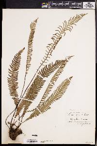 Blechnum spicant image