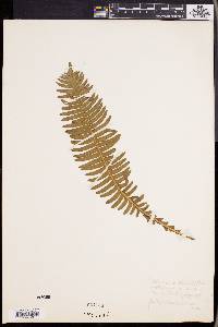 Blechnum spicant image