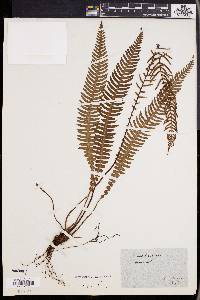 Blechnum boreale image