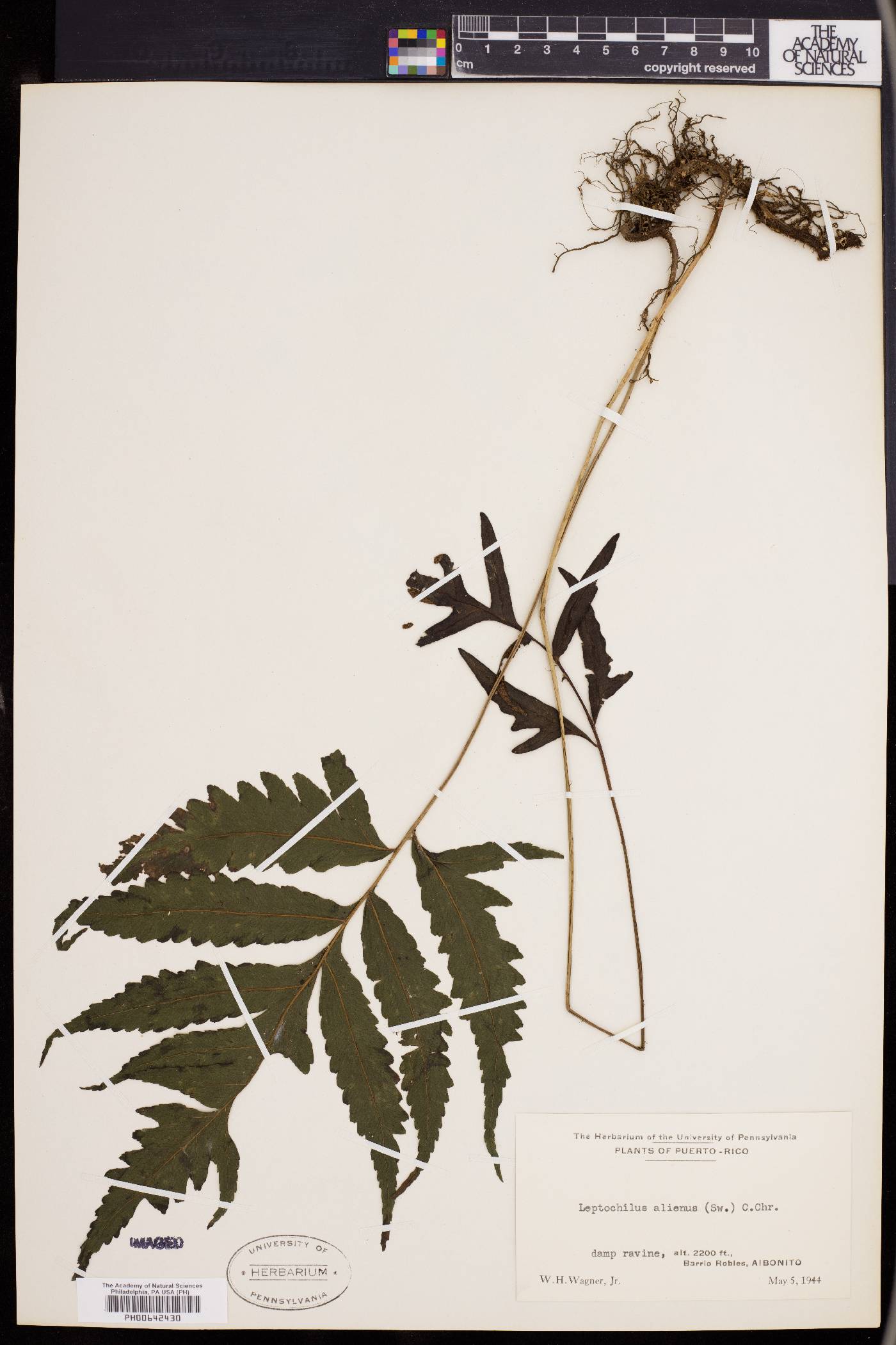 Leptochilus alienus image