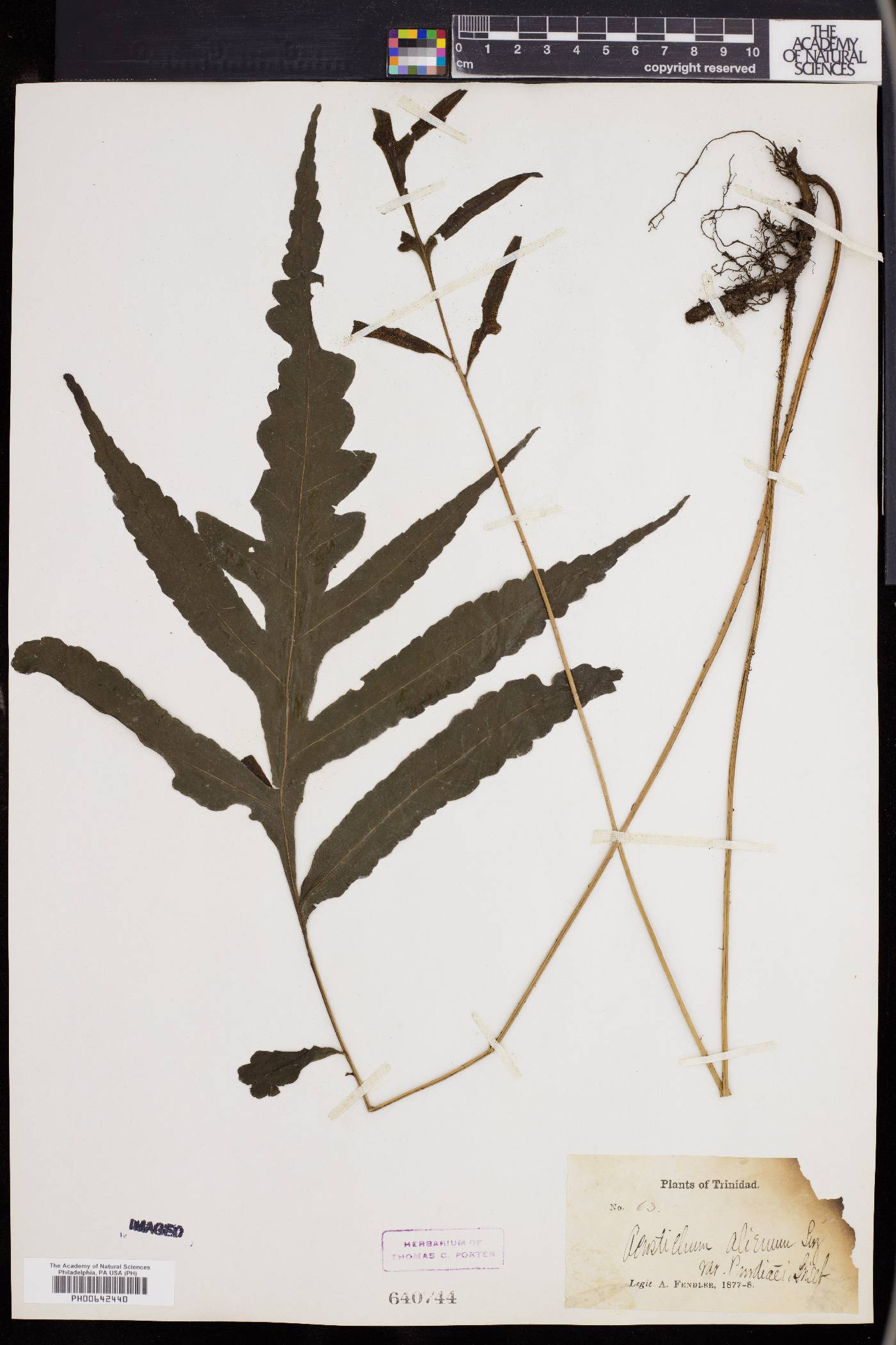 Bolbitis aliena image