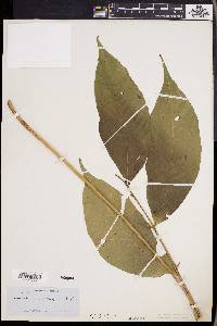 Gymnopteris nicotianifolia image