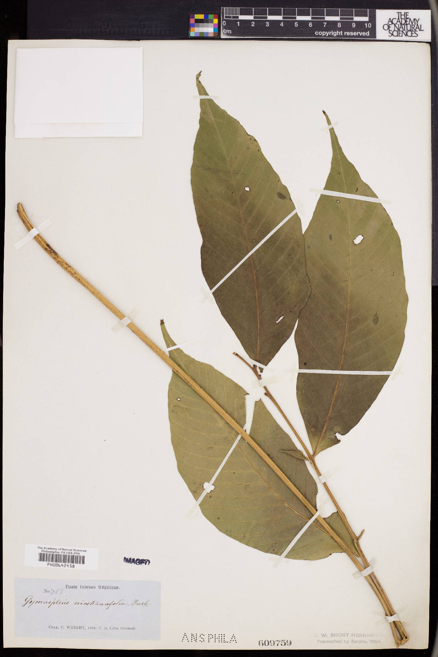 Gymnopteris nicotianifolia image