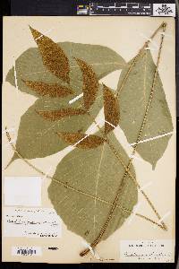 Image of Bolbitis nicotianifolia