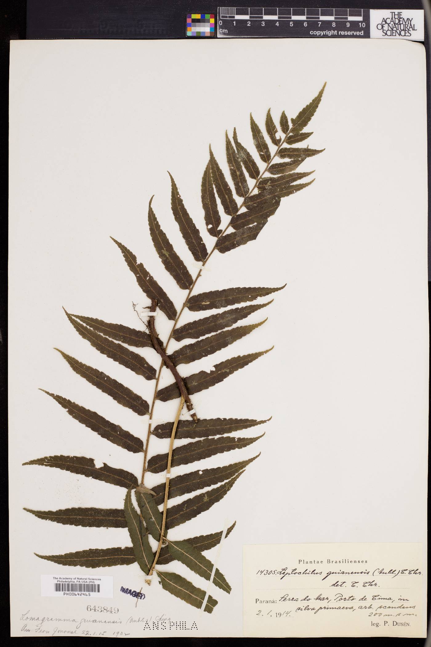 Leptochilus guianensis image