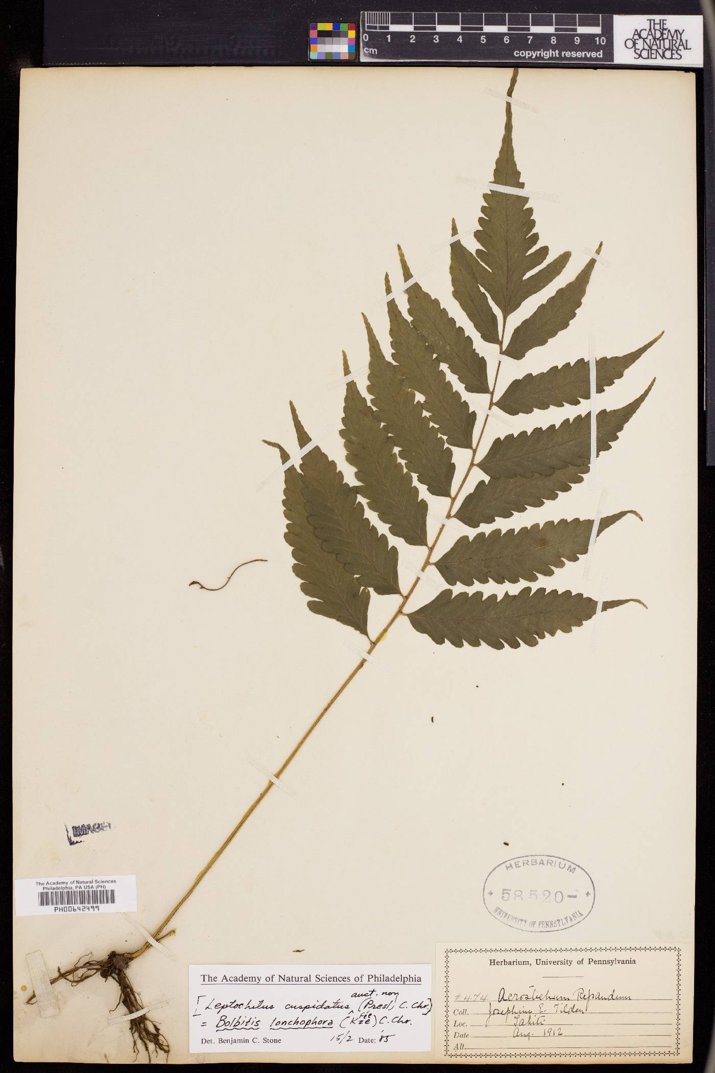 Bolbitis lonchophora image