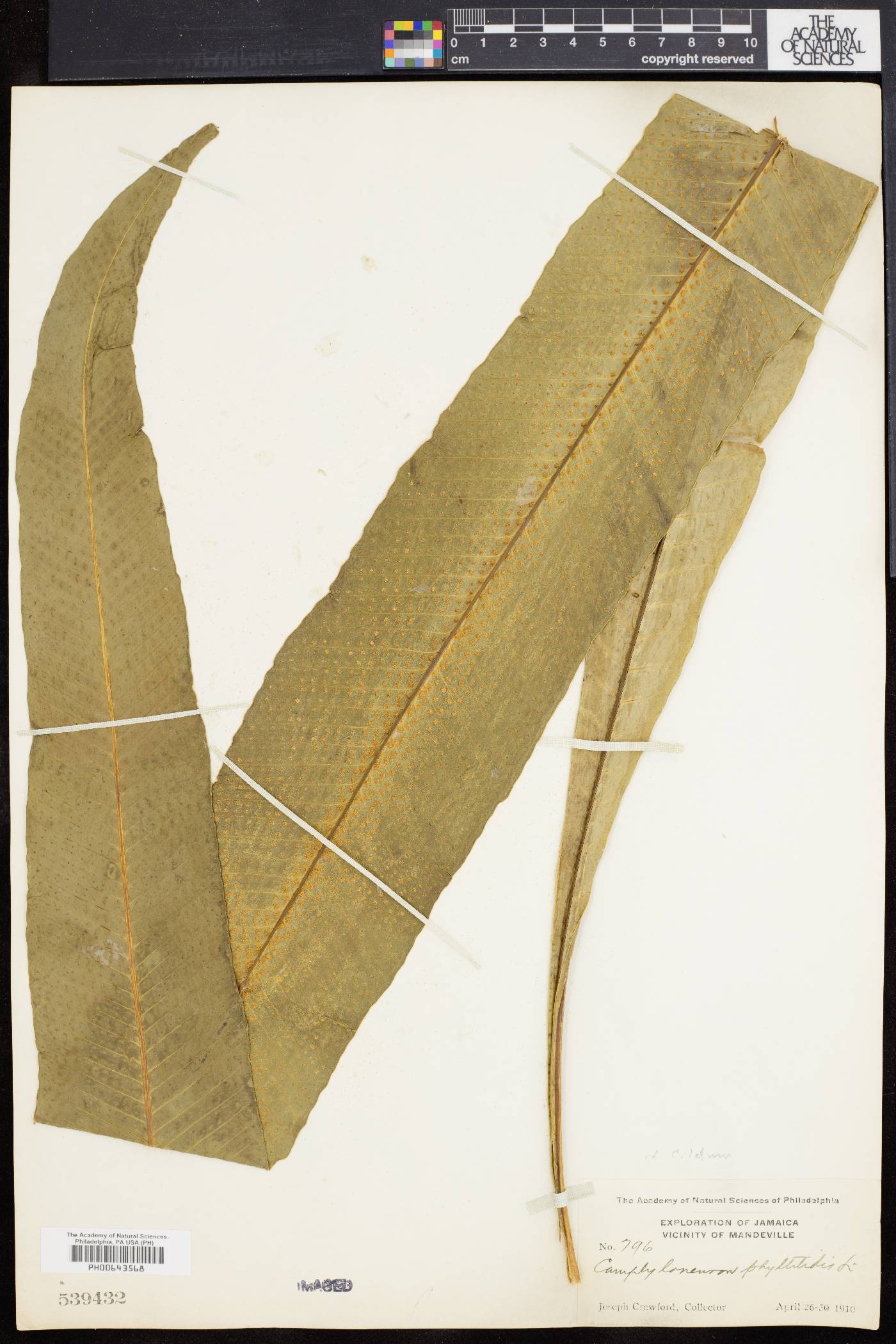 Campyloneurum latum image