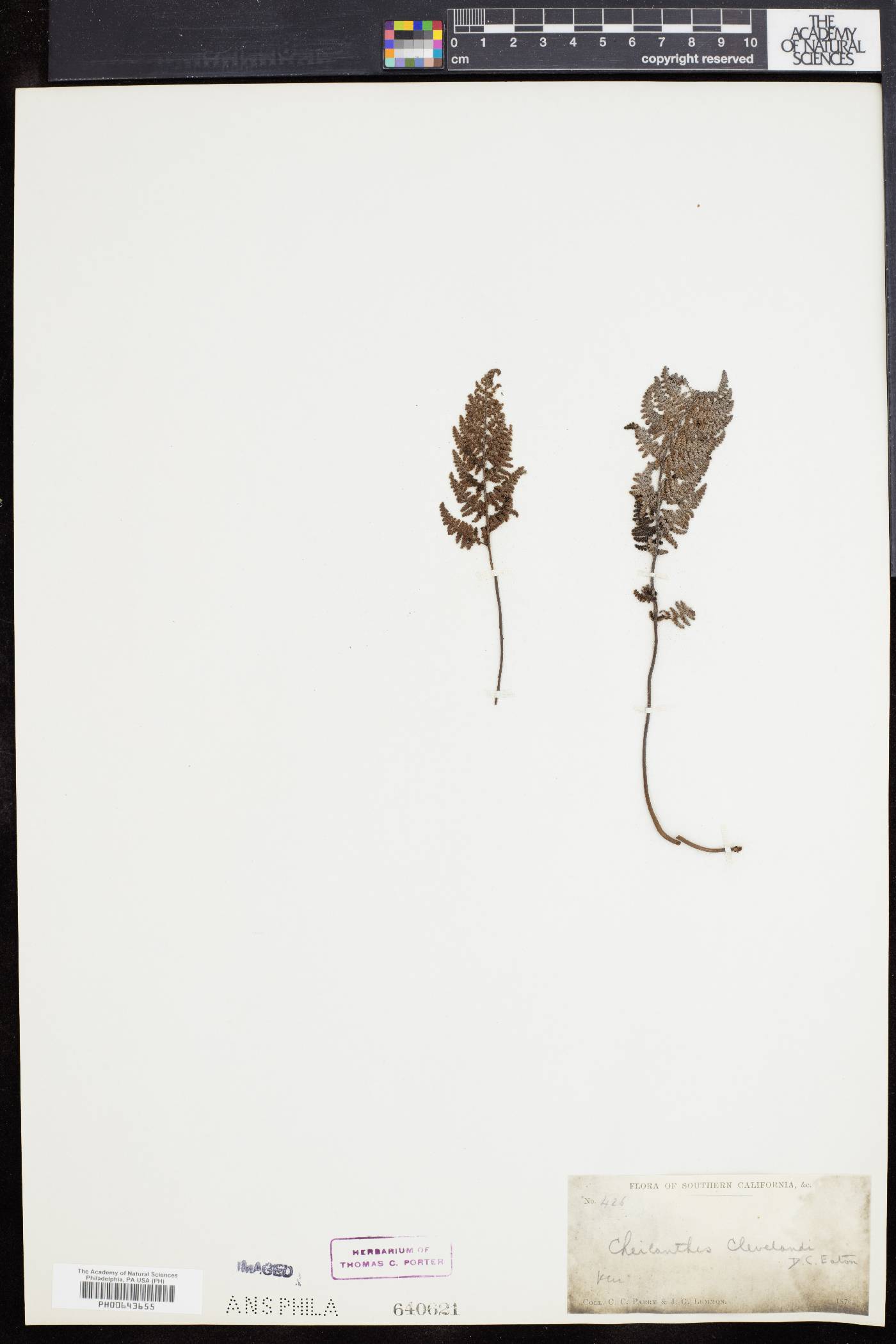 Myriopteris clevelandii image