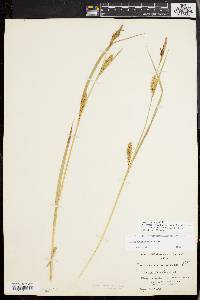 Carex trichocarpa image