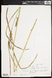 Carex trichocarpa image