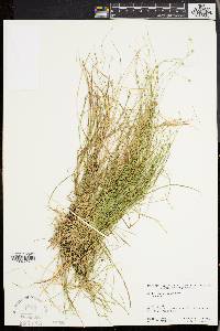 Carex trisperma image