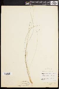 Carex trisperma image