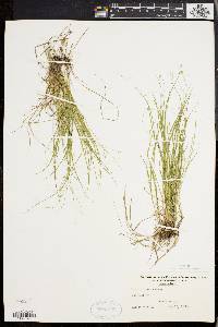 Carex trisperma image