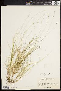 Carex trisperma image