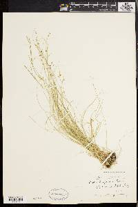 Carex trisperma image