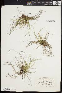 Carex umbellata image