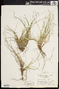 Carex umbellata image