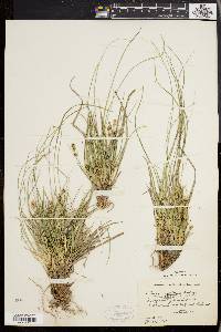 Carex umbellata image