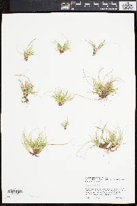 Carex umbellata image