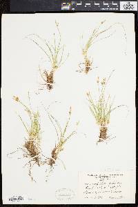 Carex umbellata image