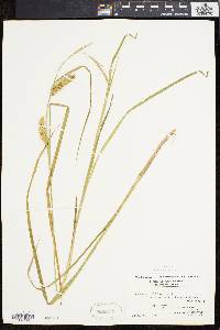 Carex vesicaria image