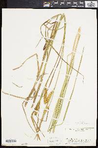 Carex vesicaria image