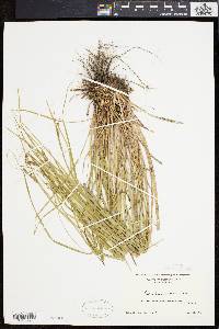 Carex swanii image