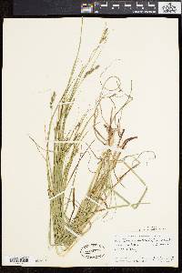 Carex swanii image