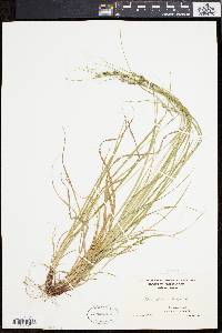 Carex swanii image