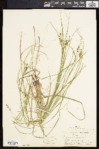 Carex swanii image