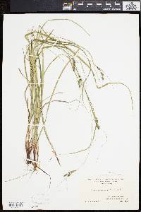 Carex swanii image