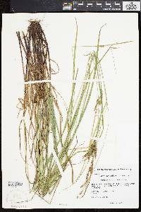 Carex swanii image