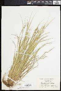 Carex swanii image