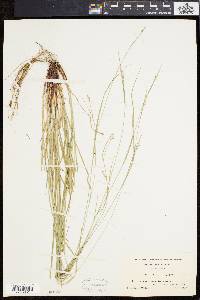 Carex swanii image