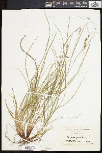 Carex swanii image