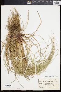 Carex swanii image