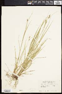 Carex swanii image