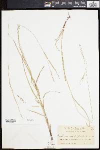 Carex swanii image