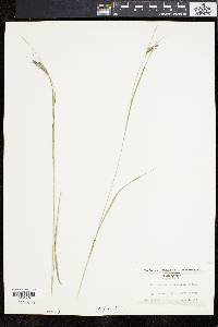 Carex swanii image