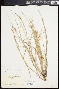 Carex swanii image