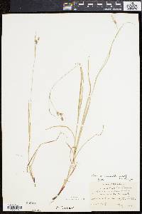 Carex swanii image