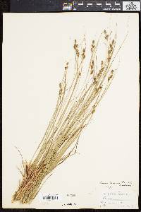 Carex swanii image