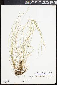 Carex swanii image