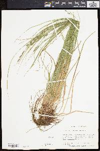 Carex swanii image