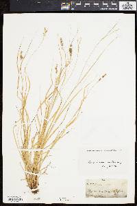 Carex swanii image