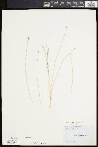 Carex tenuiflora image