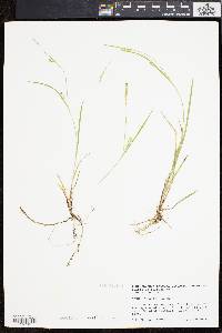 Carex tetanica image