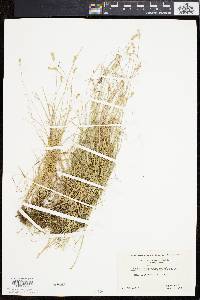 Carex texensis image