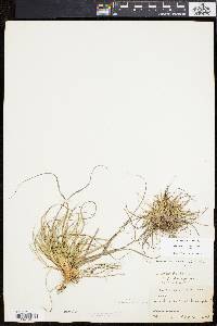 Carex tonsa image