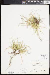 Carex tonsa image